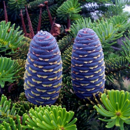 Samen Sibirische Zeder (pinus sibirica) | 8,00 €