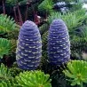 Πεύκο Σιβηρίας, κέδρο Σιβηρίας Σπόροι (Pinus sibirica)
