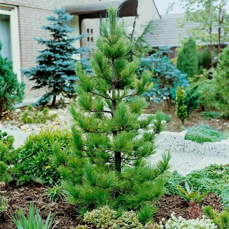 Semena sibiřské borovice (Pinus sibirica)