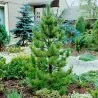 Semena sibiřské borovice (Pinus sibirica)
