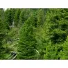 Samen Sibirische Zeder (pinus sibirica)