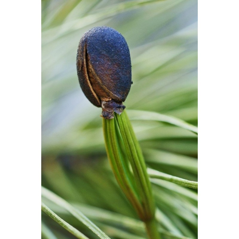 Samen Sibirische Zeder (pinus sibirica) | 8,00 €