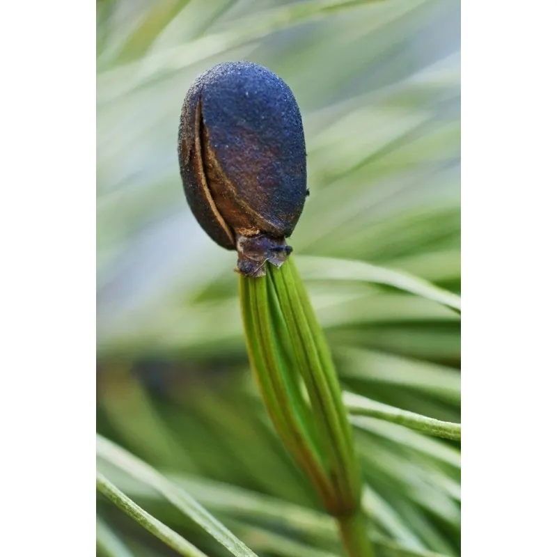 Samen Sibirische Zeder (pinus sibirica)