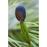 Samen Sibirische Zeder (pinus sibirica) | 8,00 €