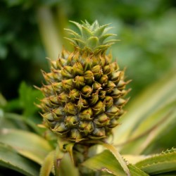 Semi di L' ananas (Ananas comosus) 3.5 - 5