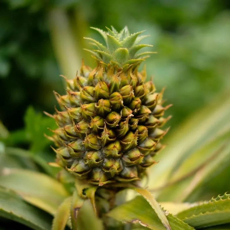 Ananas Seeds "pineapple"
