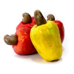 Sementes de Caju (Anacardium occidentale)