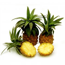 Baby Ananas - Mini Ananas Samen Exotische Pflanze 3 - 4