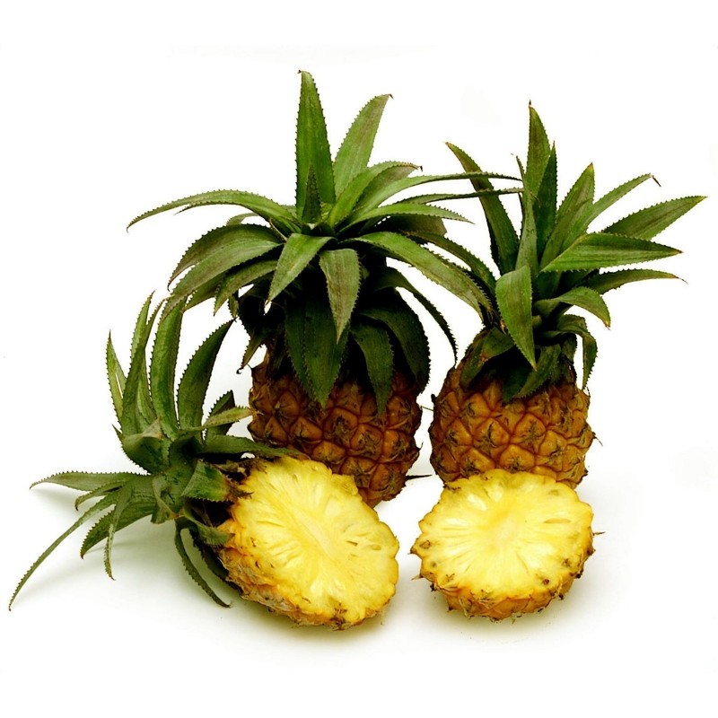 Price: €3 - Graines Ananas Miniature - Ananas nanus - 