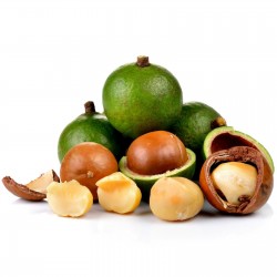 Graines de Noyer du Queensland (Macadamia integrifolia) 2.05 - 1