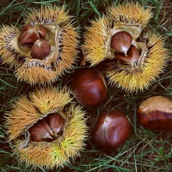 Chinese Chestnut Seeds (Castanea mollissima) 2.95 - 2