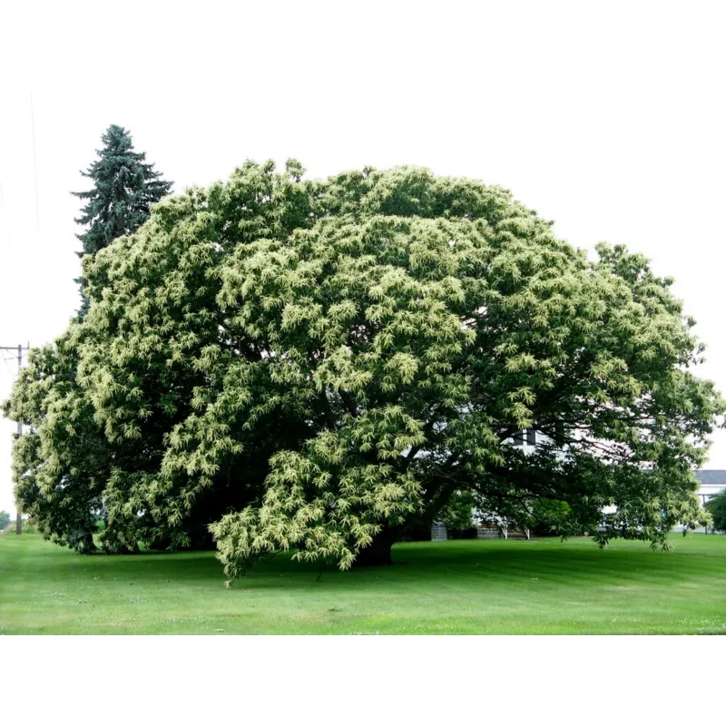 Chinese Chestnut Seeds (Castanea mollissima)