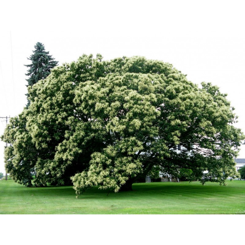 Price: €2.95 - Semillas de Castaño Chino (Castanea mollissima) - 