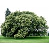 Price: €2.95 - Kineski Kesten Seme  (Castanea Mollissima) - 