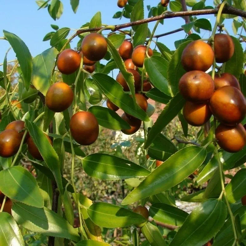 Sementes de Jujuba (Zizyphus jujuba)