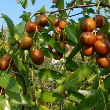 Price: €3.5 - Zizyphus Jujube Seme - Kineska Urma -