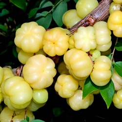 Price: €2.55 - Semi di Uva Spina Stella (Phyllanthus acidus) - 