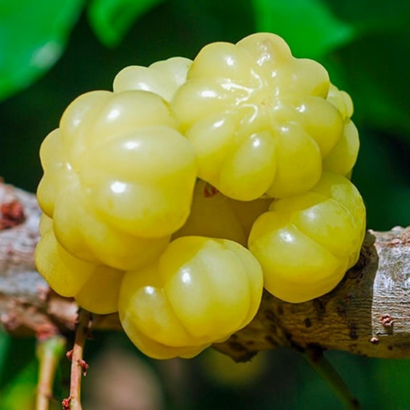 Star Gooseberry Fröer (Phyllanthus acidus) | 2,55 €