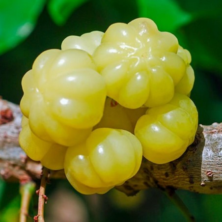 Star Gooseberry Fröer (Phyllanthus acidus) | 2,55 €