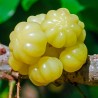 Star Gooseberry Fröer (Phyllanthus acidus) | 2,55 €