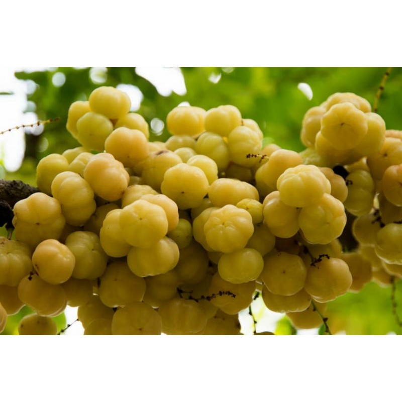 Sementes de Tahiti Estrela, Groselha Estrela (Phyllanthus acidus) | 2,55 €