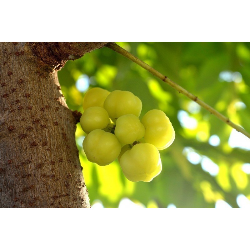 Star Gooseberry Fröer (Phyllanthus acidus) | 2,55 €