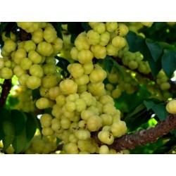 Σπόροι Star Gooseberry (Phyllanthus acidus) 2.049999 - 4