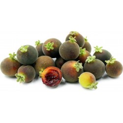 Price: €4 - Semi di Uva Spina Di Ceylon (Dovyalis hebecarpa) - 