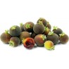 Price: €4 - Semi di Uva Spina Di Ceylon (Dovyalis hebecarpa) - 