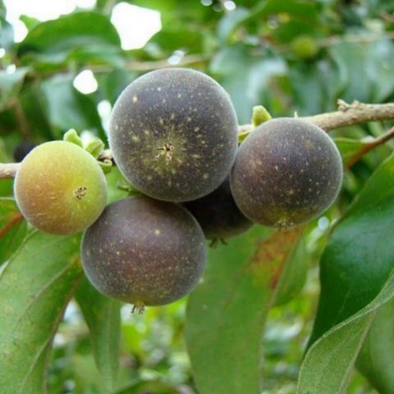 Price: €4 - Semi di Uva Spina Di Ceylon (Dovyalis hebecarpa) - 