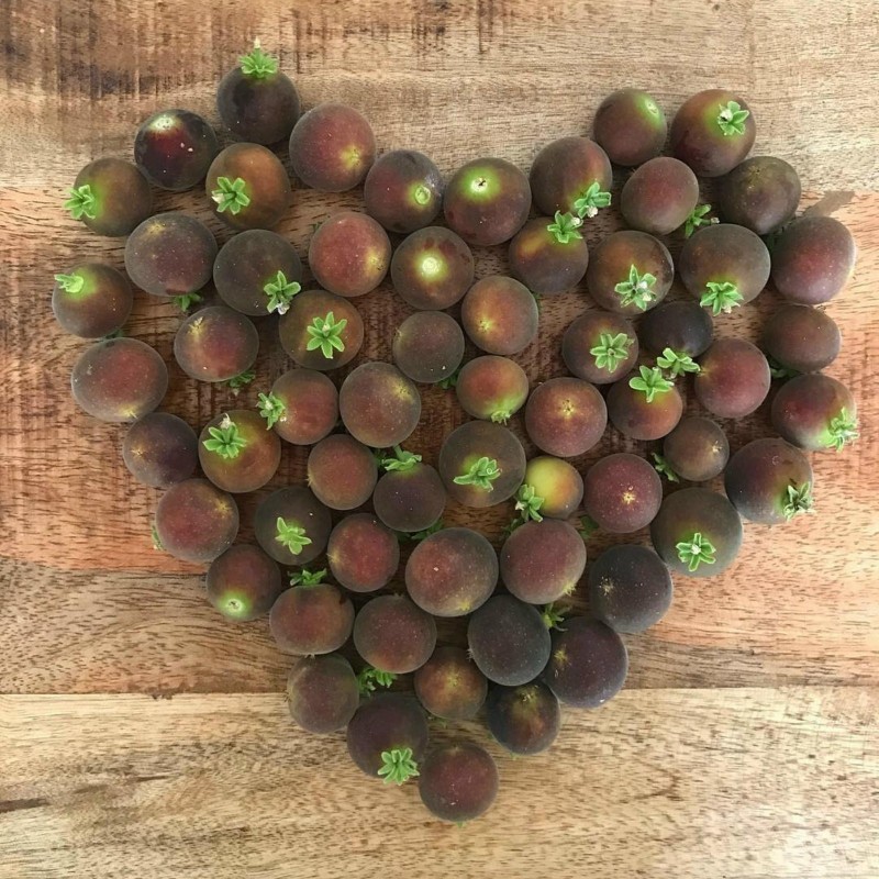 Price: €4 - Semi di Uva Spina Di Ceylon (Dovyalis hebecarpa) - 