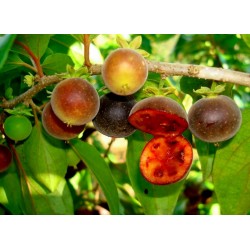 Ceylon Gooseberry Seeds (Dovyalis hebecarpa) 2.95 - 4