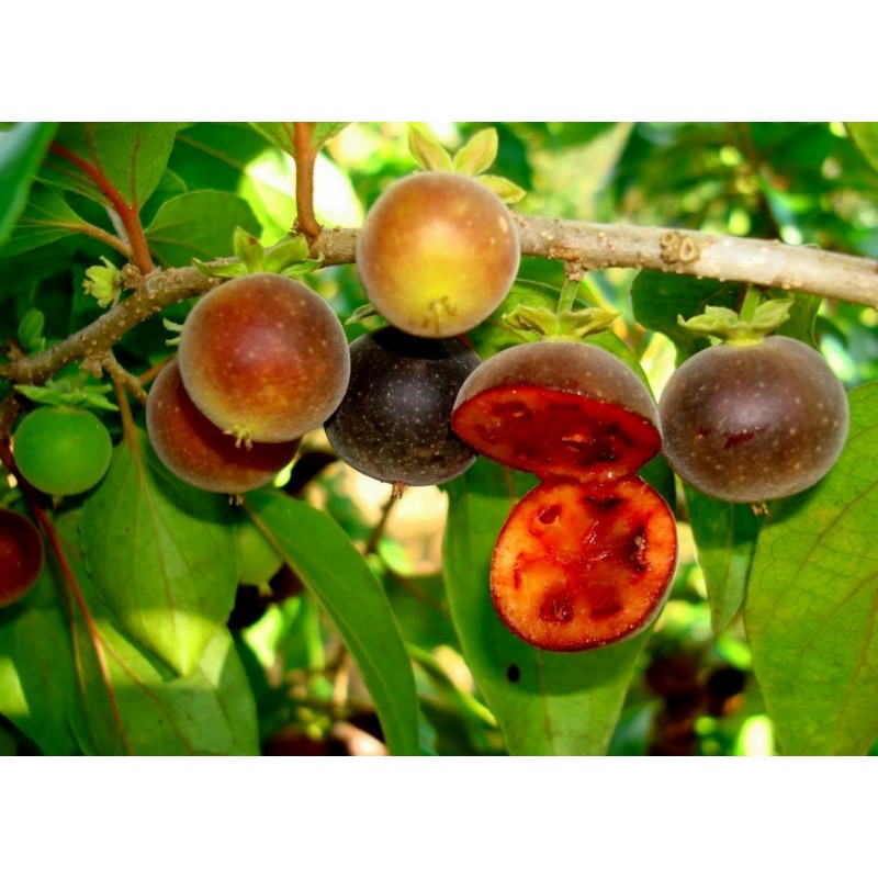 Price: €4 - Semi di Uva Spina Di Ceylon (Dovyalis hebecarpa) - 
