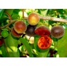 Price: €4 - Semi di Uva Spina Di Ceylon (Dovyalis hebecarpa) - 
