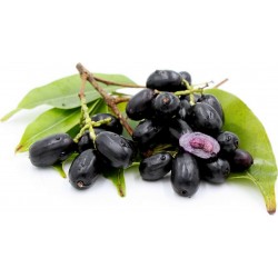 Java plum, Malabar plum Seeds (Syzygium cumini) 2.95 - 6