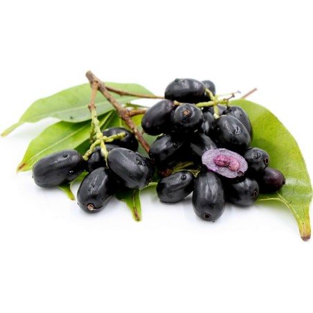 Graines de Jamblon, Jamelonier (Syzygium cumini)