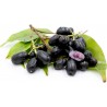 Price: €2.95 - Java plum, Malabar plum Seeds (Syzygium cumini) - 