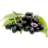 Java plum, Malabar plum Seeds (Syzygium cumini)