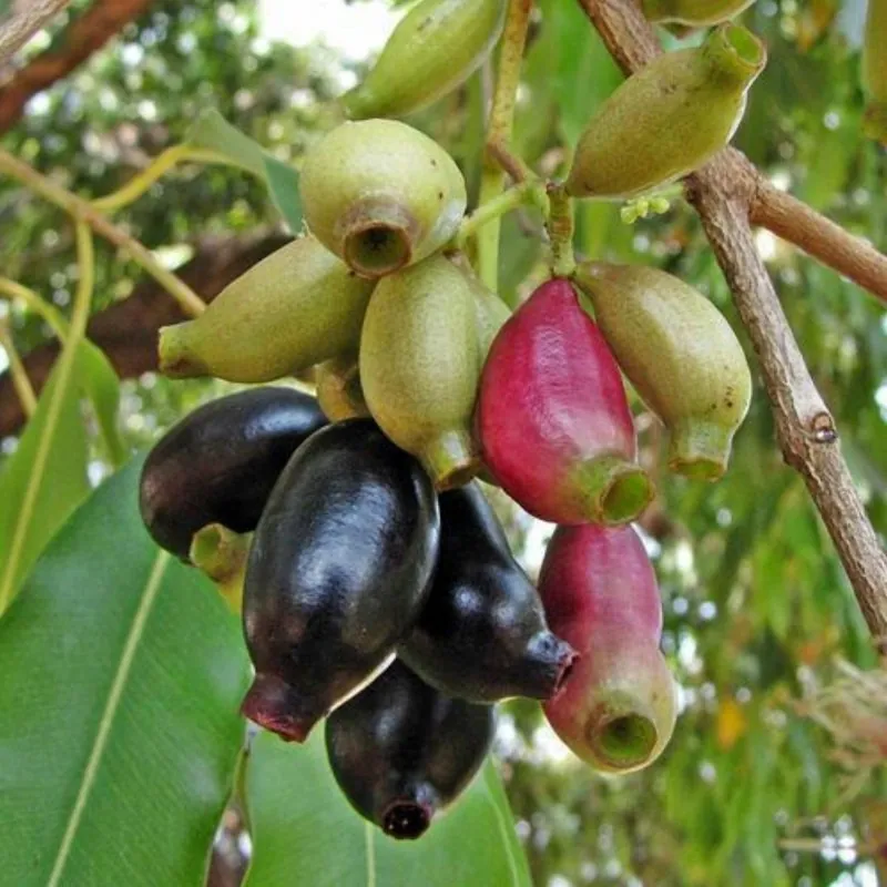 Graines de Jamblon, Jamelonier (Syzygium cumini)