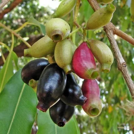 Java šljiva, Malabar šljiva Seme (Syzygium cumini)