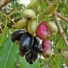 Graines de Jamblon, Jamelonier (Syzygium cumini)