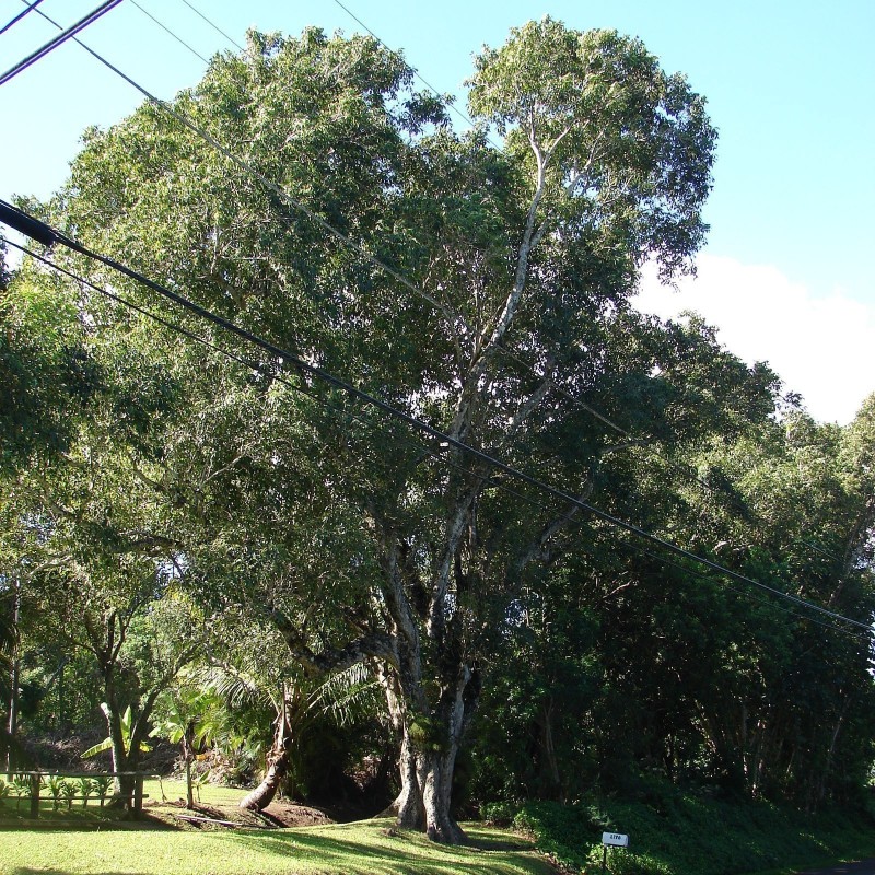 Price: €2.95 - Java δαμάσκηνο, Malabar δαμασκή σπόροι (Syzygium cumini) - 