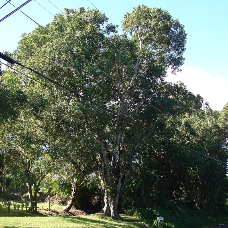 Samen Jambolanapflaume, Rosenapfel, Wachsjambuse