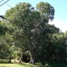 Price: €2.95 - Java δαμάσκηνο, Malabar δαμασκή σπόροι (Syzygium cumini) - 