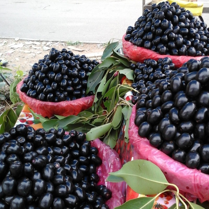 Samen Jambolanapflaume, Rosenapfel, Wachsjambuse