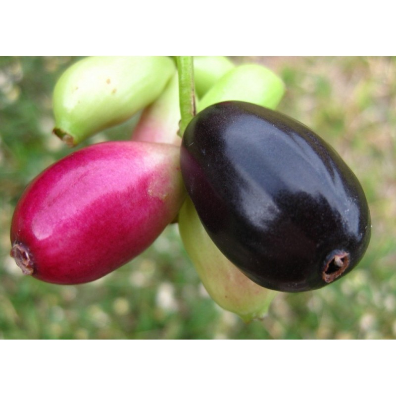 Price: €2.95 - Java plum, Malabar plum Seeds (Syzygium cumini) - 