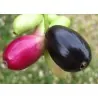 Java šljiva, Malabar šljiva Seme (Syzygium cumini)