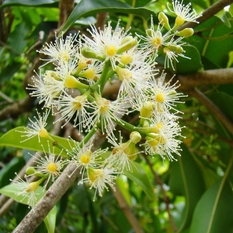 Price: €2.95 - Java plum, Malabar plum Seeds (Syzygium cumini) - 