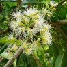 Price: €2.95 - Java plum, Malabar plum Seeds (Syzygium cumini) - 