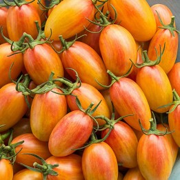 ARTISAN BLUSH TIGER Cherry Tomato Seeds - 1.755